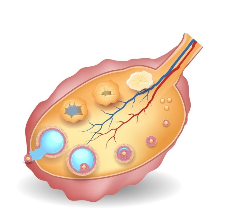 What is a follicle and how many follicles do you need? - IVI Fertility