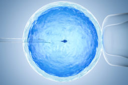 What does IVF stand for?