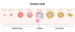 antral follicle count