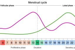 how to calculate ovulation