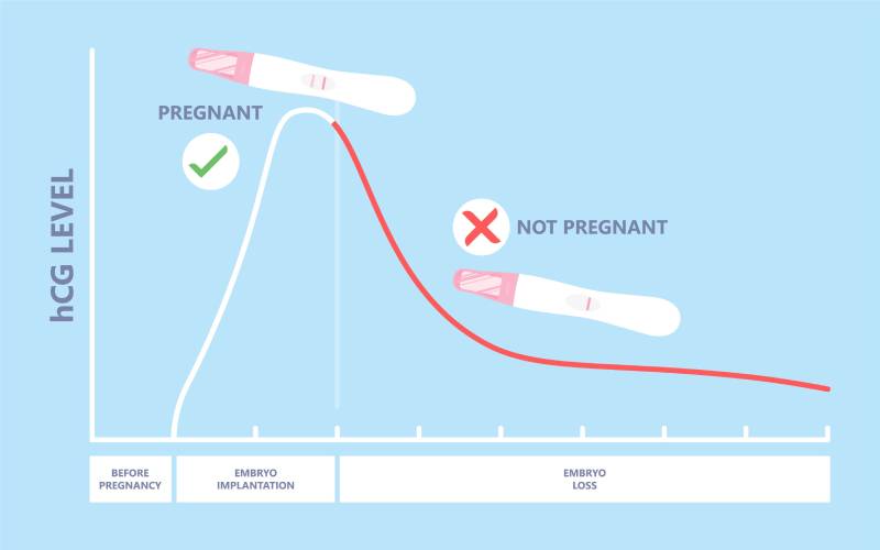 pregnancy test transfer