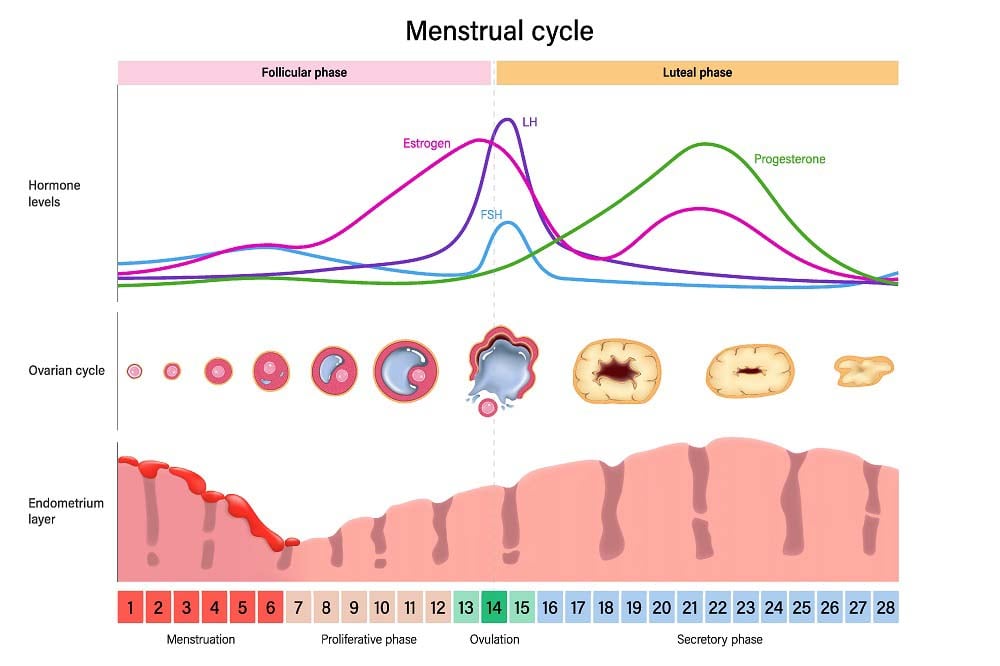 How do hormones control the menstrual cycle: phases, levels