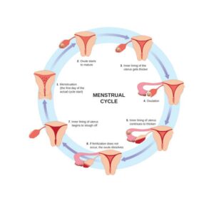 menstrual cycle