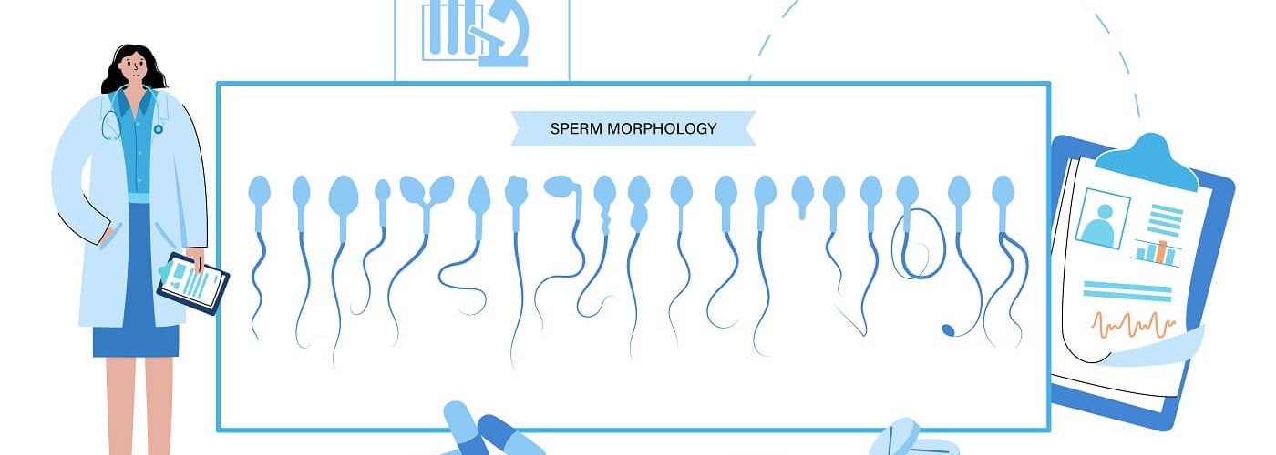 what is sperm morphology