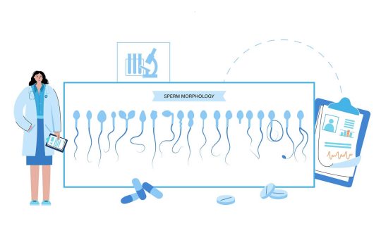 What is sperm morphology?
