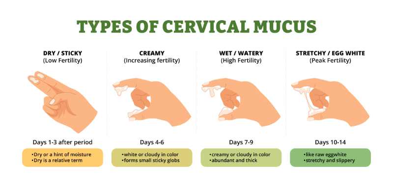 cervical mucus