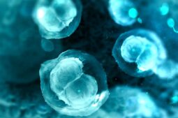 Antioxidants and oocyte maturation: rethinking their potential in IVF